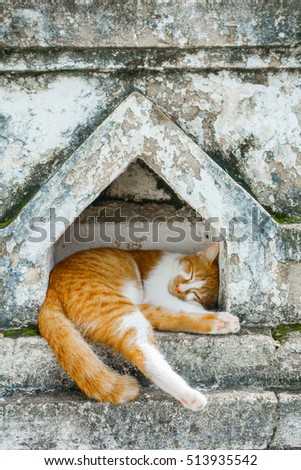Sleeping cat lying at the old temple in thailand.