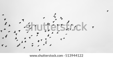 birds flying black and white photography