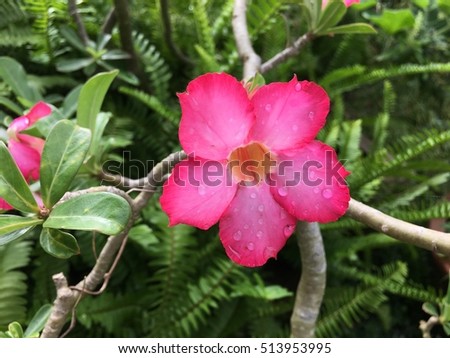 pink Desert Rose,Closeup impala lily in garden.desert rose .mock azalea.Adenium obesum,Pink azalea flower blossom,Azalea flowers,Azalea flower pink,Azalea flower pink in the garden blurry background