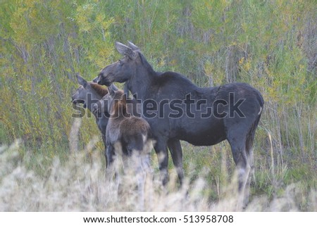 Cow moose with twin calves

