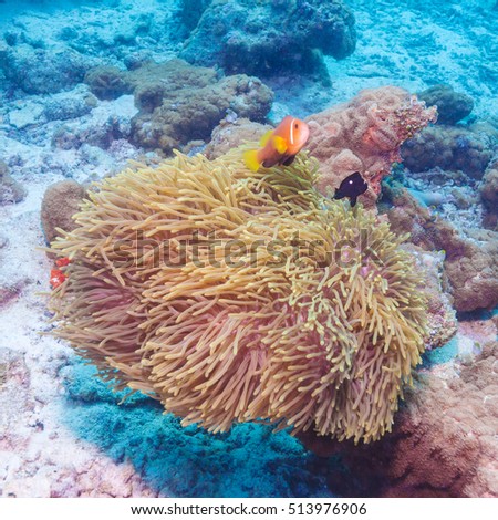 Maldive anemonefish (Amphiprion nigripes) in a sea anemone (Heteractis magnifica), Maldives