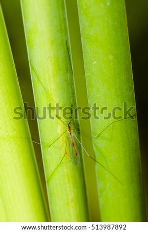 Green long-legged insect on a green leaves