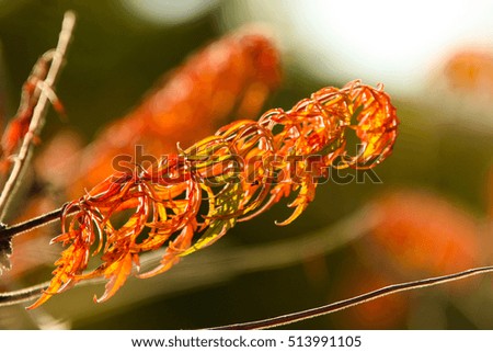 A colorful autumn picture. A detail of the colorful leaves on a bush. 
