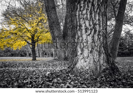 A colorful autumn picture. The yellow maple tree among the other trees. 