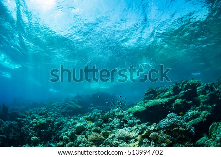 Beautiful coral garden in Red Sea