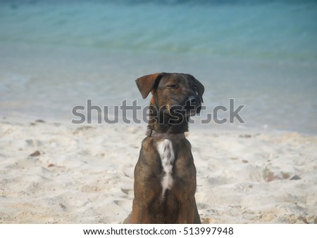 Arubian cunucu dog making a face at the beach.