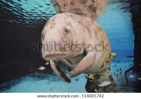 Lazy sea cow swimming underwater with fish. Royalty-Free Stock Photo #514005742