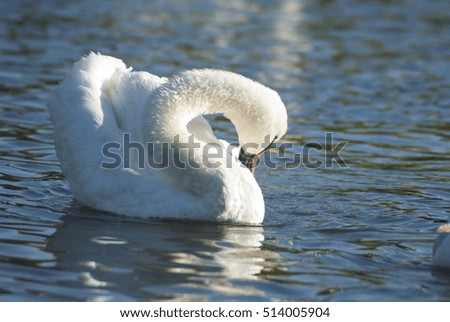  white swan feather and refreshing angle with heart shape made on her body 