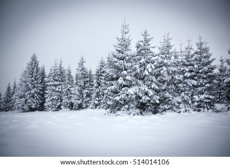 christmas background of snowy winter landscape with snow or hoarfrost covered fir trees - winter magic holiday