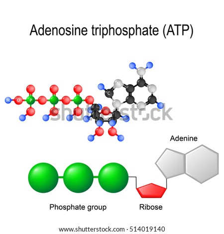 ATP. Structural chemical formula and model of adenosine triphosphate  Royalty-Free Stock Photo #514019140
