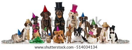 Party pets isolated on white Royalty-Free Stock Photo #514034134