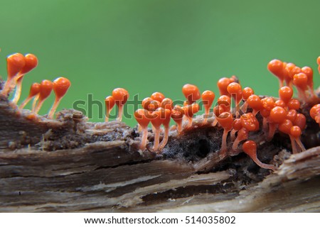 Miniature Slime mold is not more than 4 mm, macro shooting/Orange-red Slime mold on a piece of rotting wood/Slime mold-Trichia decipiens, Moscow Region September 2015 Royalty-Free Stock Photo #514035802