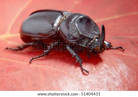 Close-up picture of  big insect - Beetle rhinoceros.