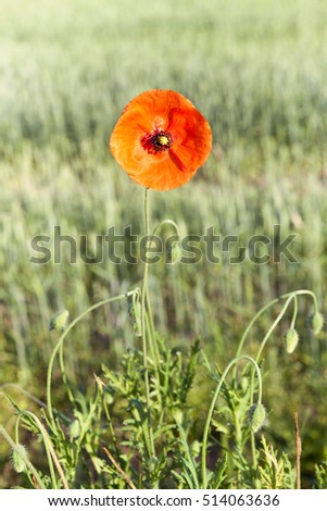  Agricultural field where weeds have grown, including poppy red,