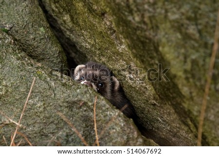 european polecat, mustela putorius, Czech republic