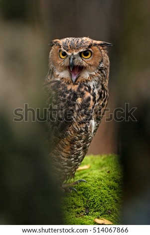 great horned owl, bubo virginianus