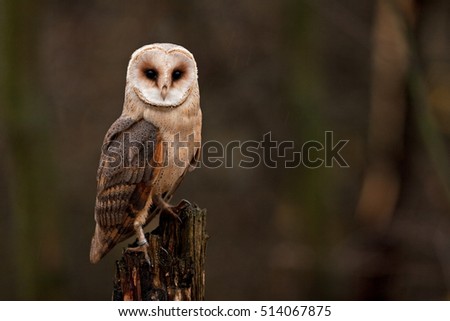 barn owl, tyto alba, Czech republic