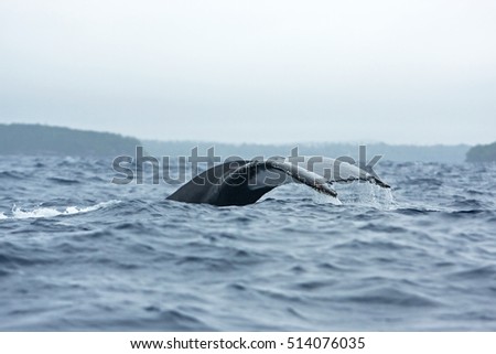 humpback whale, megaptera novaeangliae, Vava'u island, Tonga