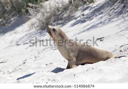 Australian Fur Seal in de dunes