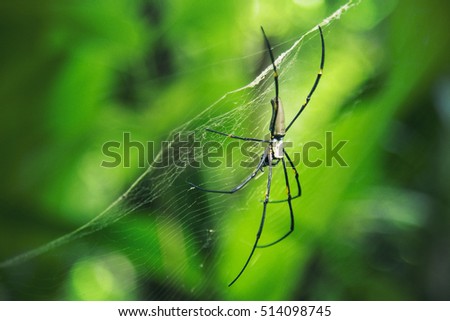 Spider web in the green nature background