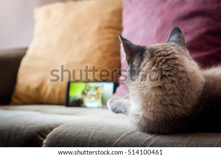 Cat watching cat on smartphone