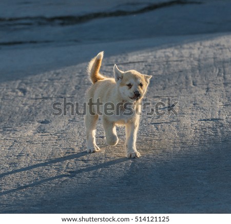 Single puppy walking on the cliffs of the village of Oqaatsut, West Greenland