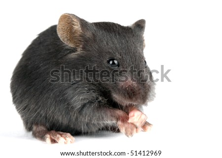 a picture of a little and cute mouse