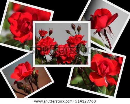 Collage of spectacular perfumed   magnificent  beautiful velvet red  hybrid tea roses blooming in  mid spring   adds fragrant charm to the garden  landscape  with  their  lovely form and shape.
