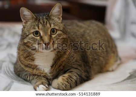 large home striped cat