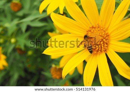 Yellow sunflower with bee in flower garden.