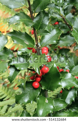 Branch of Holly Leaves and Berries at Christmas
