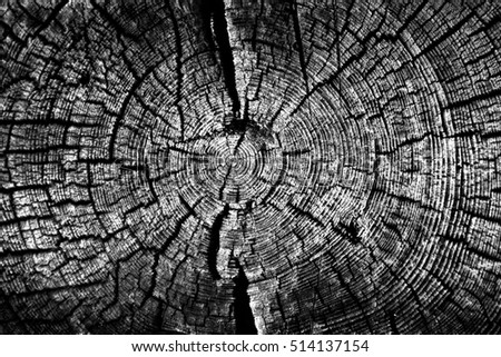 Striped bark of old trees.,Black and white image 