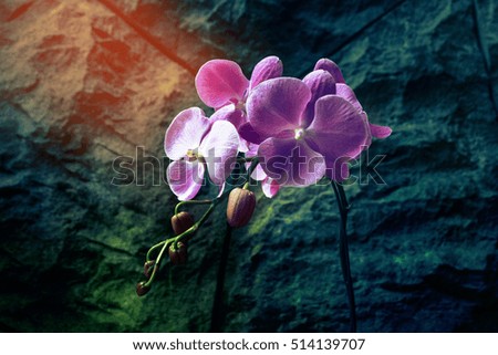 Purple orchid in sunshine  
