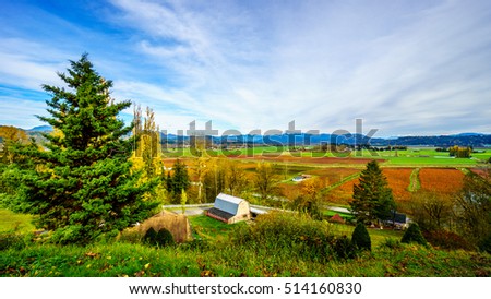 Fall colors of the Blueberry Fields in Glen Valley in the Fraser Valley of British Columbia, Canada Royalty-Free Stock Photo #514160830