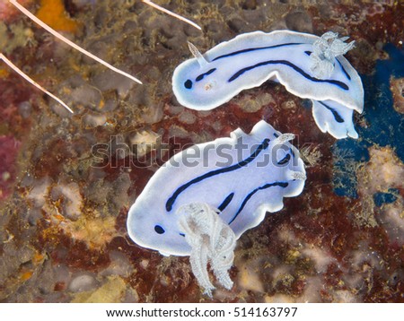 Nudibranch Couple, Anilao Philippines