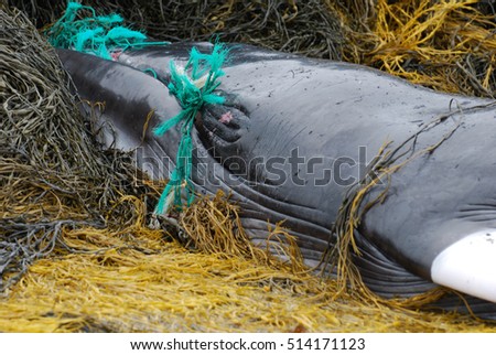 Deceased minke whale on a bed of seaweed. Royalty-Free Stock Photo #514171123