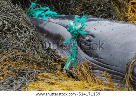 Minke whale tangled up in a fishing net. Royalty-Free Stock Photo #514171159
