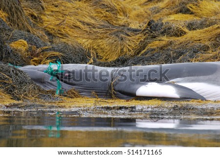 Whale tangled in a fishing net beached on a rocky reef. Royalty-Free Stock Photo #514171165