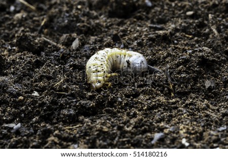 Beetle larvae live in the soil