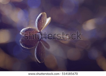 Digital art, textured artistic composition, Dry Hydrangea flower, bokeh background