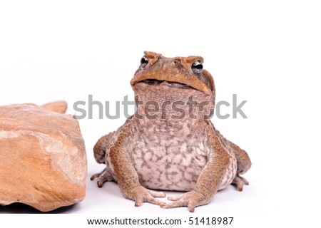 closeup Cane Toad isolated on white background.