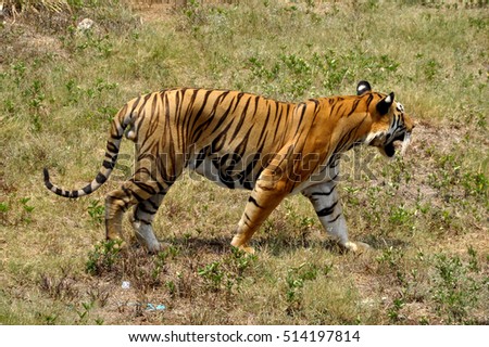 Sumatera Tiger Walking
