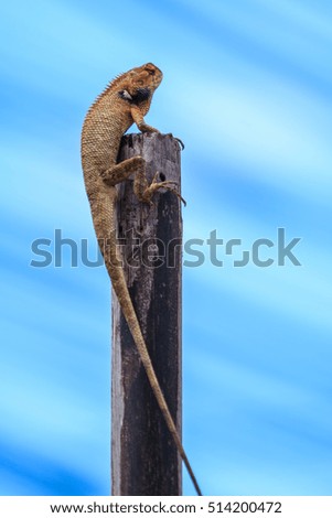 Thailand chameleon
