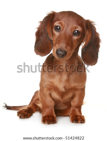 Little brown long haired Dachshund dog Royalty-Free Stock Photo #51424822