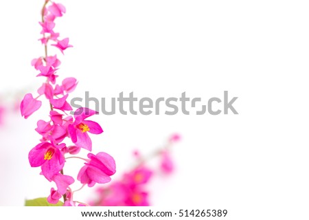 Pink flower [Coral vine,Mexican Creeper,Chain of love] on white background, closeup
