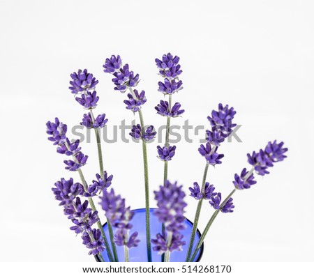 Blossom of true lavender, 
Medical plant, bouquet, glass