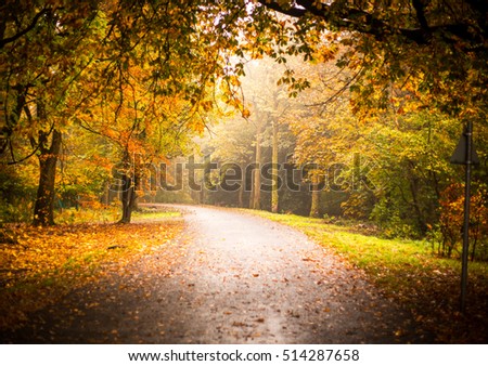 Autumn woodland scenery