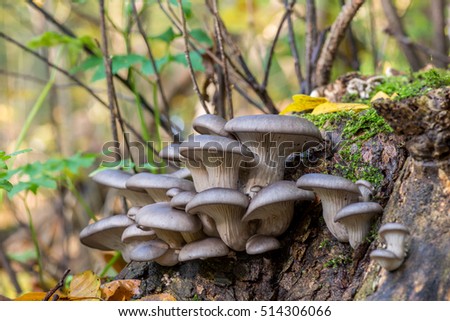Mushrooms/Pleurotus ostreatus, mushroomgroup on blurred background. 