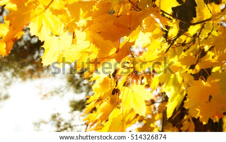 Maple tree branches in autumn sun light