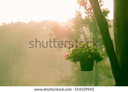 Vintage photo of little pink flowers in sunrise